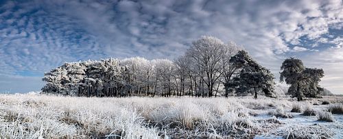 Panorama Winterlandschap Nederland