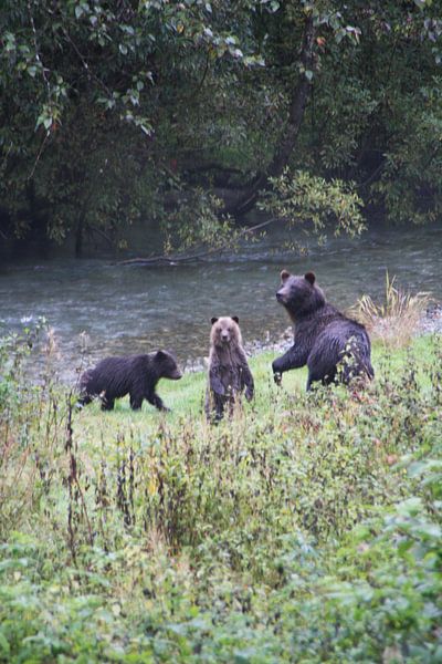 Grizzly met jonkies par Dominique Vernooij