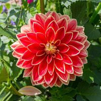 Red Dahlia