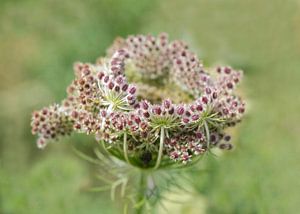 wild carrot by Petra Vastenburg