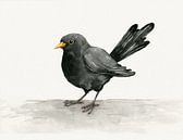 Blackbird ink drawing by Bianca Wisseloo thumbnail