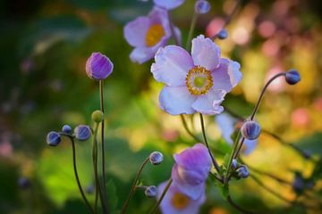 Playful autumn anemones by marlika art