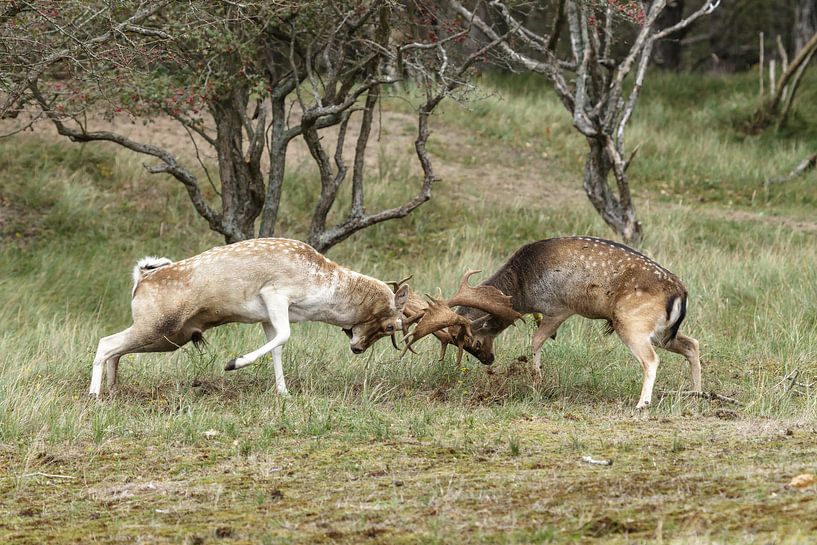 Fighting Fallow deer by Dennis Schaefer