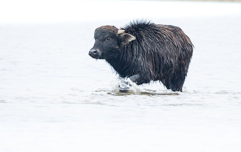 Jeune bœuf dans l'eau par natascha verbij
