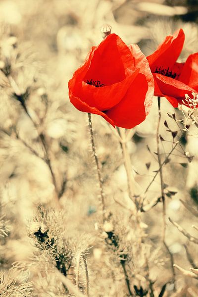 Mohnblume by ines meyer