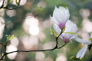 Beverboom (Magnolia soulangeana)