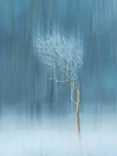 Angesichts seiner von LANETfotografie