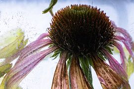 Echinacea in ice 3