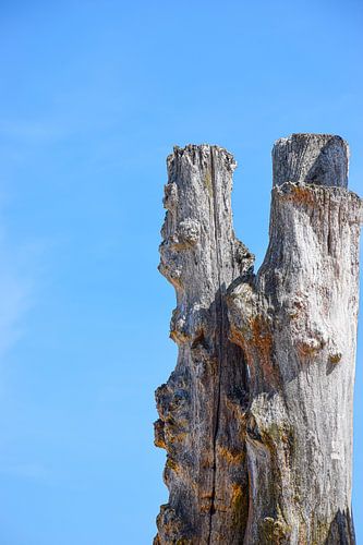 Weathered Guardians of Saint-Malo: Heaven and Wood