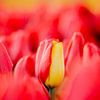 Speciale rood gele tulp | Rode tulp met een geel blad van Maartje Hensen