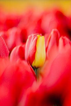 Special red yellow tulip | Red tulip with a yellow leaf by Maartje Hensen