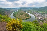 Bend in the river Moselle