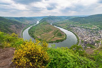 Bend in the river Moselle by Menno van der Haven