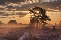 Loonse and Drunense dunes heath landscape