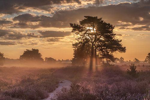 Loonse en Drunense duinen heidelandschap
