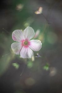 Vintage Flower. von Jacqueline de Groot