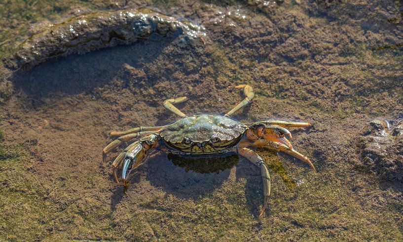 Kampfbereite Strandkrabbe von Peter Eckert