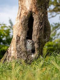 Baumhöhlenwächter