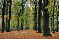 In het herfstbos / In the autumn forest van Henk de Boer thumbnail