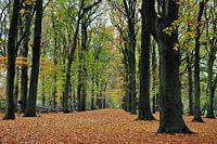In the autumn forest / In the autumn forest