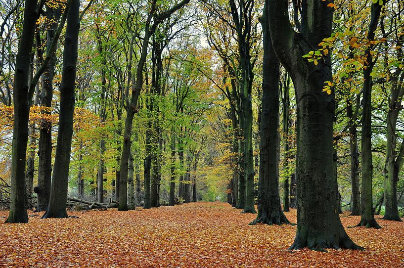 In het herfstbos / In the autumn forest van Henk de Boer