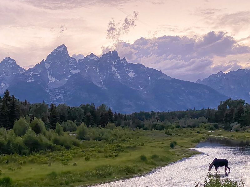 Moose grazing aquatic plants in the Snake River by Kris Hermans
