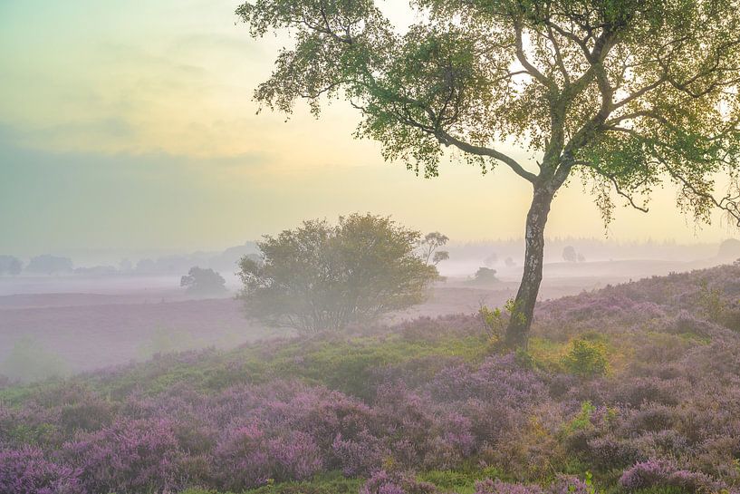 Zonsopgang boven een heidelandschap van Sjoerd van der Wal Fotografie