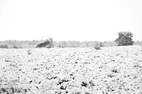 sneeuw landschap