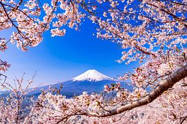 Mount Fuji and cherry blossoms in Japan by JW Does