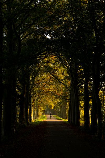 Cyclist through autumn light forest lane by Moetwil en van Dijk - Fotografie
