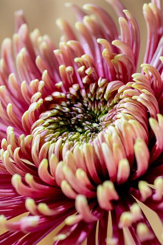 Die Blume Chrysantheme - Form und Veredelung 003