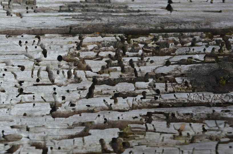 Oud Hout IV van Marcia van de Bovenkamp