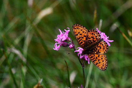 Schmetterling Silbermond