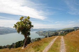 Otago-Halbinsel von Richard Wareham
