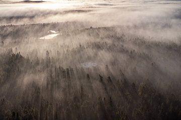 Stil licht, mist over een Zweeds bos van Andrea de Grauw