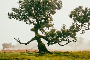 Der langsame Marsch der Ent I | Fanal | Madeira