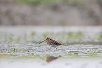 Watersnip