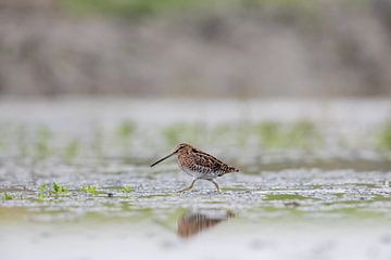 Watersnip van Aalt van Tongeren