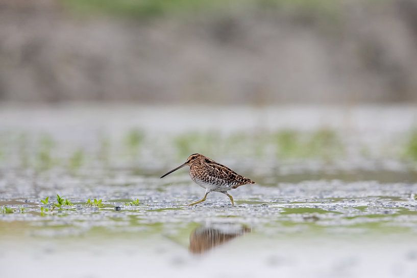 Snipe by Aalt van Tongeren