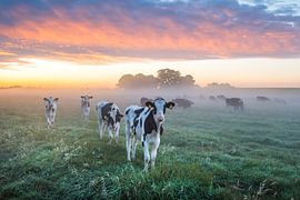 Morning mood by thowehey