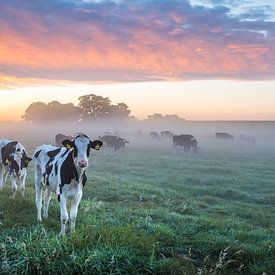 Morgenstimmung von thowehey