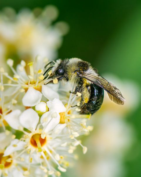 Macro photo of a bee by ManfredFotos
