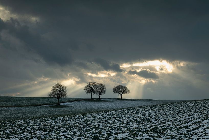 Winterlicht - Jakobsleitern über einsamen Bäumen an der Südlichen Weinstraße von André Post