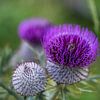 Fleur violette - Italie, Dolomites sur OutDoor Photography