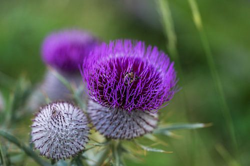 Fleur violette - Italie, Dolomites sur OutDoor Photography