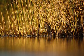 Een mystiek moment van Joost’s Natuurmomenten