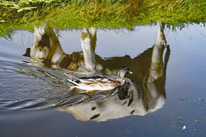 Kuh mit Ente