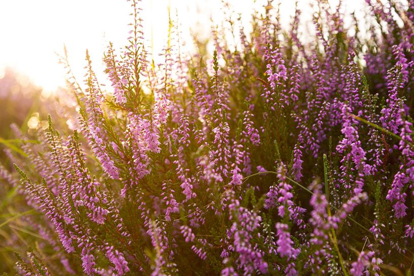 Heather by Frank Kremer