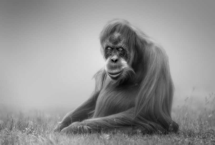 rêveuse par KaMerA 