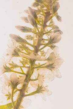 Lysimachia in ijs 3 van Marc Heiligenstein